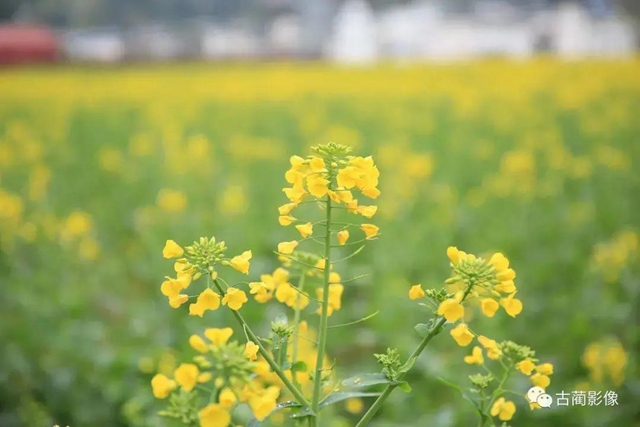 古蔺一年四季都有美景，不信你看！(图3)