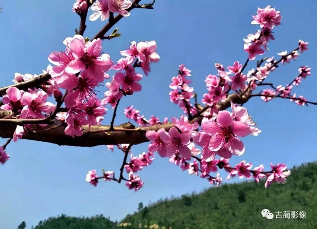 古蔺一年四季都有美景，不信你看！(图5)