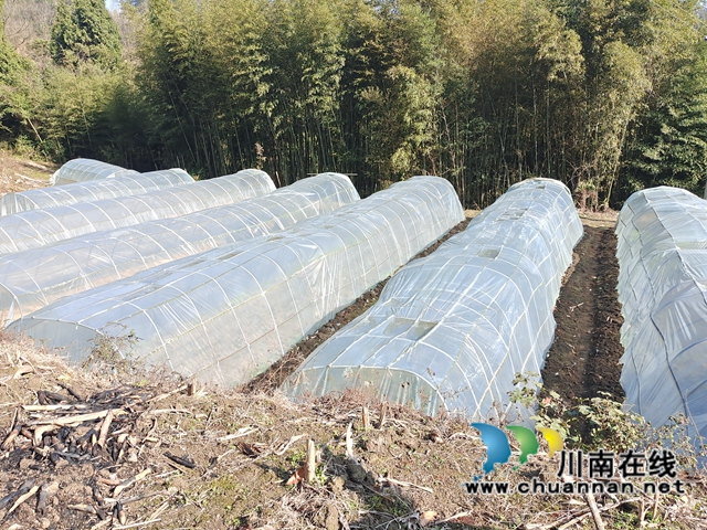 古蔺县观文镇：“土专家”培育“金伞伞”，乡贤人士助力产业发展(图4)