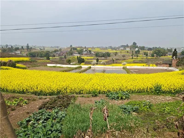 打卡打卡！比《向往的生活》还惊艳的村子，就在内江这里！(图1)