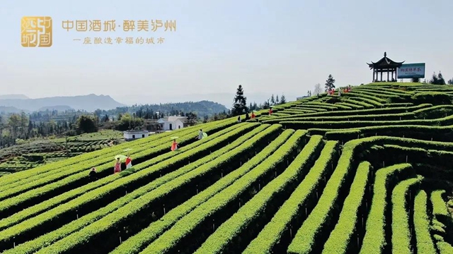 过江通道建设、新型消费场景打造、高铁新城组团…泸州的2022年，值得期待！(图5)