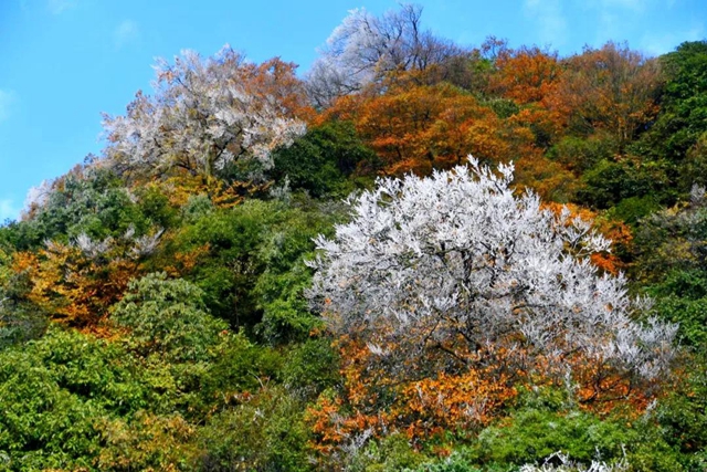 湖光山色、春花冬雪......山地康养旅居地，泸州给你安排上！(图23)