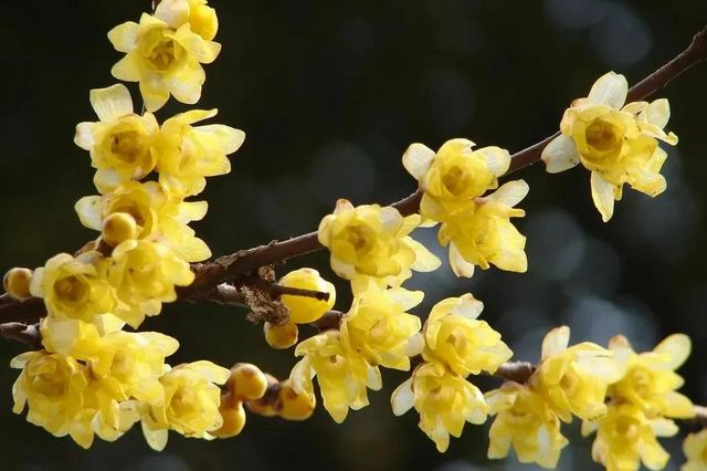 泸州：pong香！腊梅上线，寻香看这里(图6)