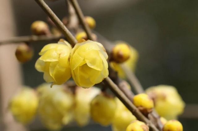 泸州：pong香！腊梅上线，寻香看这里(图11)