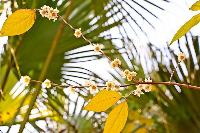 泸州：pong香！腊梅上线，寻香看这里(图13)