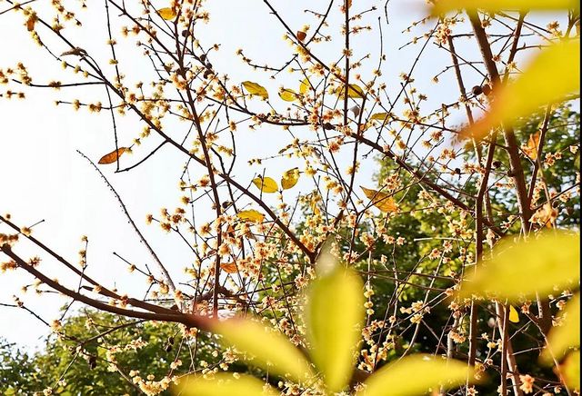 泸州：pong香！腊梅上线，寻香看这里(图14)