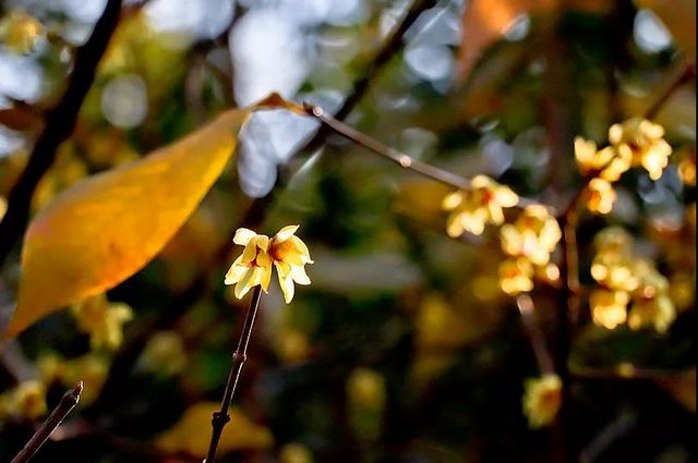 泸州：pong香！腊梅上线，寻香看这里(图17)