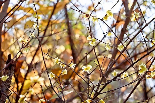 泸州：pong香！腊梅上线，寻香看这里(图18)