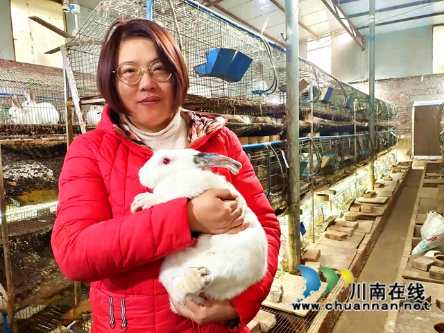 江阳：村主任带头养兔富乡亲(图2)