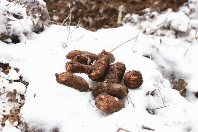 兴文仙峰山雪地里竟长出了“宝贝”！一斤卖到50元！(图3)