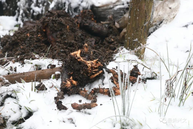 兴文仙峰山雪地里竟长出了“宝贝”！一斤卖到50元！(图5)