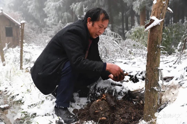 兴文仙峰山雪地里竟长出了“宝贝”！一斤卖到50元！(图4)