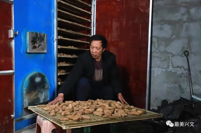 兴文仙峰山雪地里竟长出了“宝贝”！一斤卖到50元！(图7)