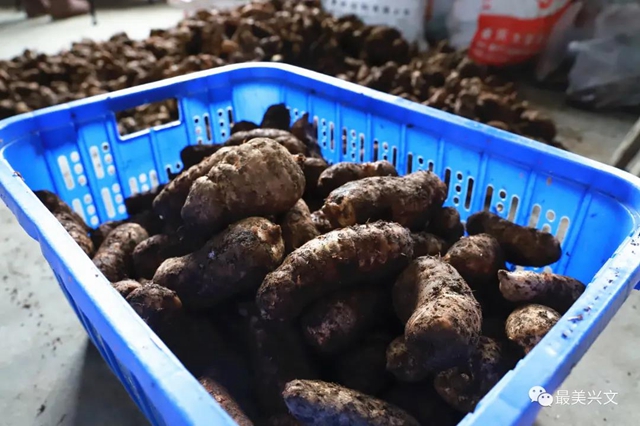 兴文仙峰山雪地里竟长出了“宝贝”！一斤卖到50元！(图8)