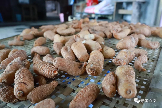 兴文仙峰山雪地里竟长出了“宝贝”！一斤卖到50元！(图9)