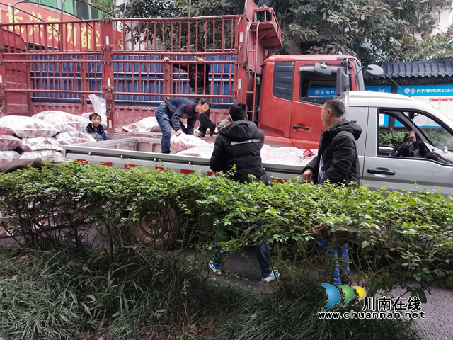 宜宾南溪区长兴镇：酿酒专用粮种子免费发放农户(图1)