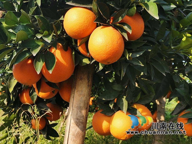 泸县牛滩：大学生返乡创业，果园成市民网红打卡地(图1)