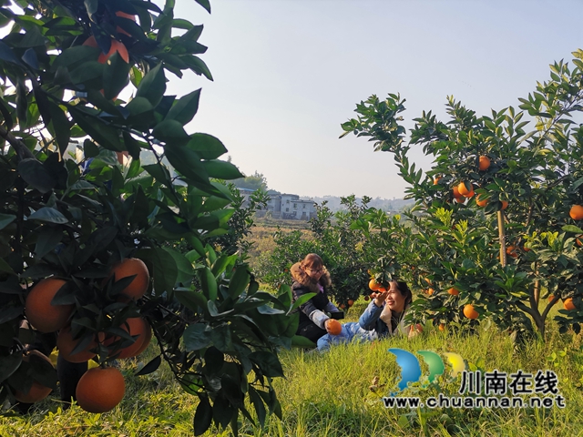 泸县牛滩：大学生返乡创业，果园成市民网红打卡地(图3)