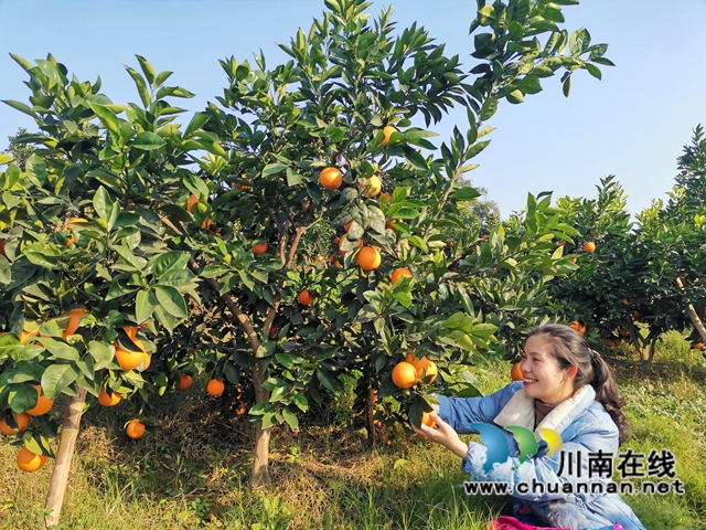 泸县牛滩：大学生返乡创业，果园成市民网红打卡地(图2)