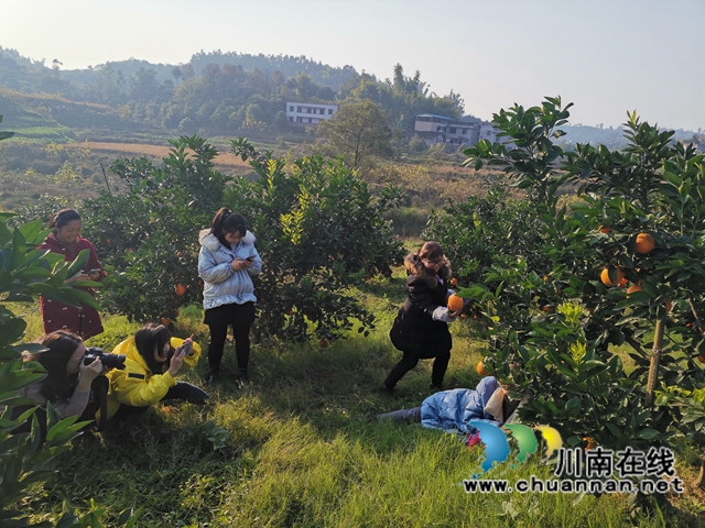 泸县牛滩：大学生返乡创业，果园成市民网红打卡地(图5)