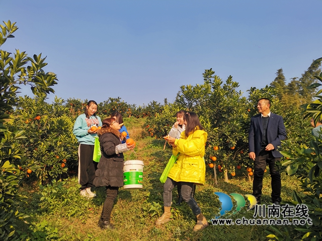 泸县牛滩：大学生返乡创业，果园成市民网红打卡地(图8)