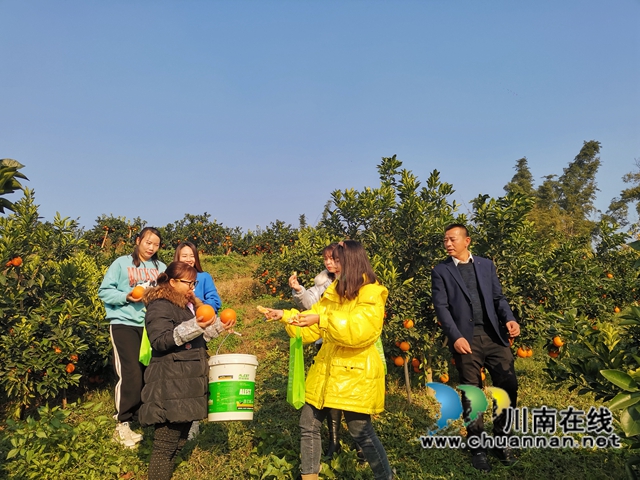 泸县牛滩：大学生返乡创业，果园成市民网红打卡地(图7)