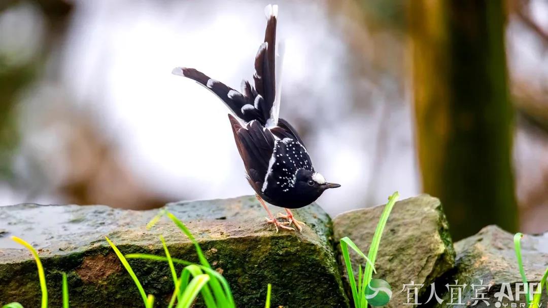 首次！四川山鹧鸪自然喂食场景在屏山“曝光”(图6)