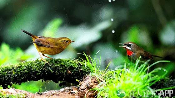 首次！四川山鹧鸪自然喂食场景在屏山“曝光”(图8)