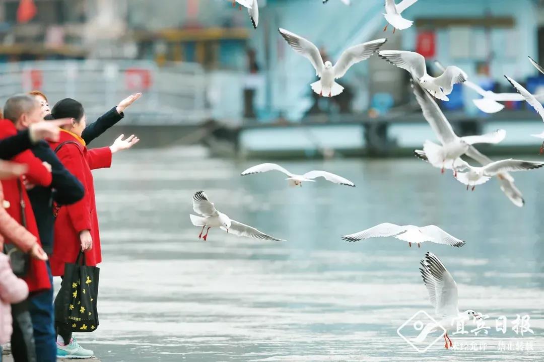 首次！四川山鹧鸪自然喂食场景在屏山“曝光”(图9)