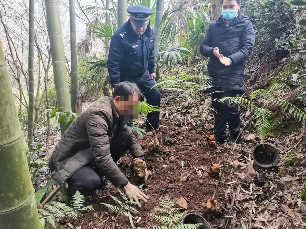 宜宾这种国宝植物千万不要采！否则后果严重……(图5)