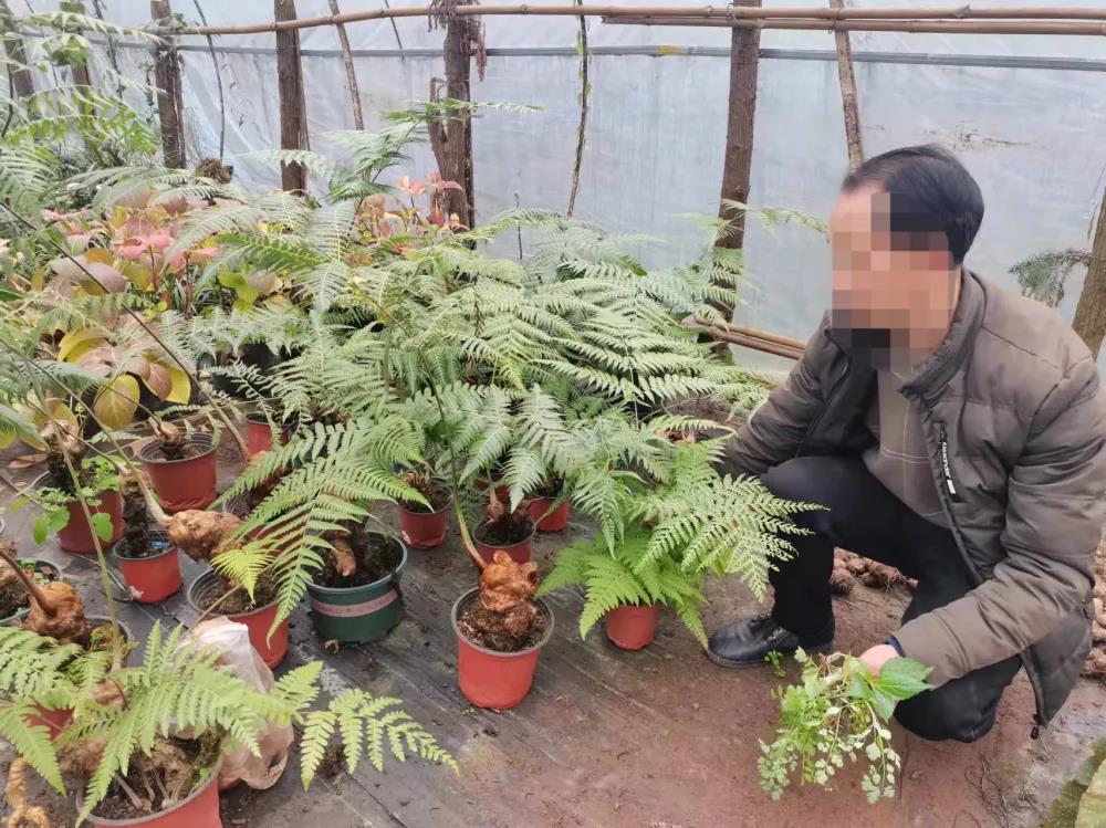 宜宾这种国宝植物千万不要采！否则后果严重……(图4)