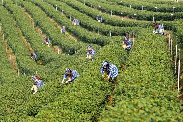 纳溪：茶芽含羞吐蕊，大寒缕缕茶香(图1)