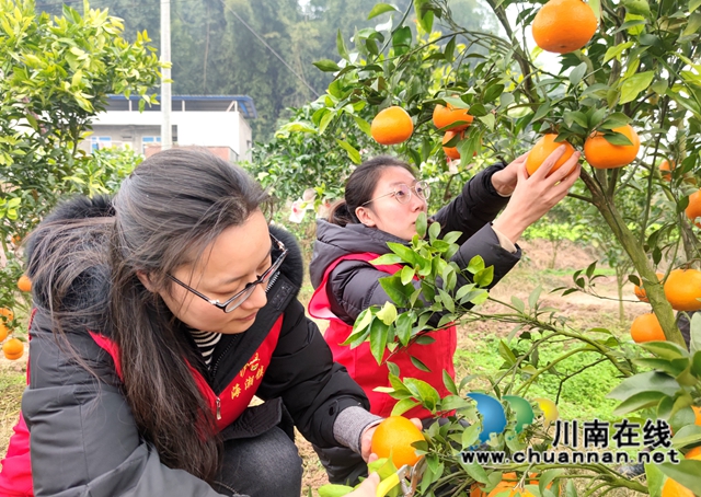 泸县海潮镇：硕果满枝头，耙耙柑丰收采摘忙(图1)