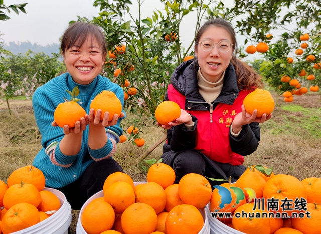 泸县海潮镇：硕果满枝头，耙耙柑丰收采摘忙(图3)