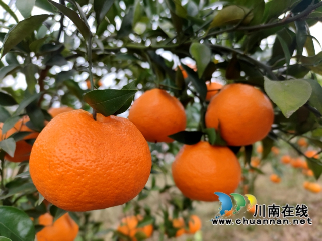 泸县海潮镇：硕果满枝头，耙耙柑丰收采摘忙(图5)