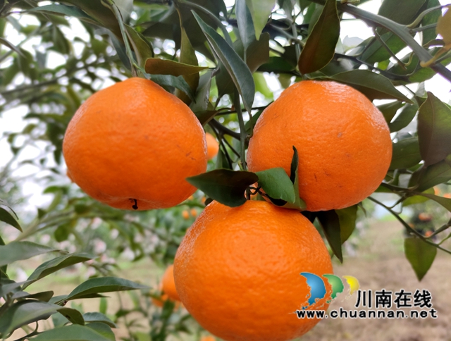 泸县海潮镇：硕果满枝头，耙耙柑丰收采摘忙(图6)