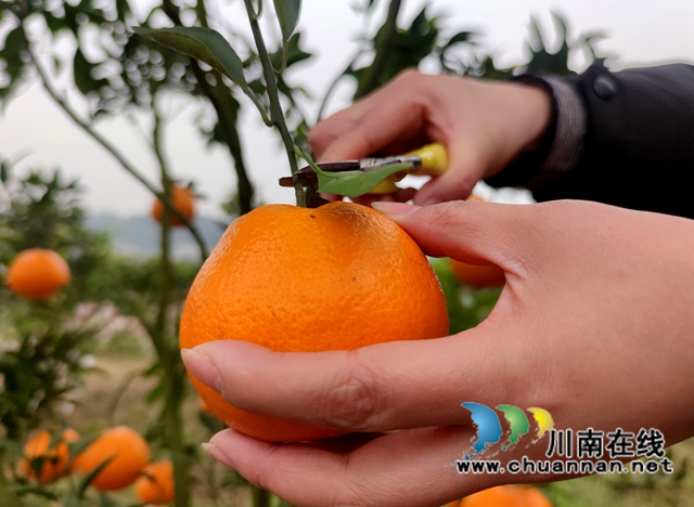 泸县海潮镇：硕果满枝头，耙耙柑丰收采摘忙(图9)