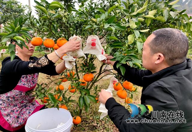 泸县海潮镇：硕果满枝头，耙耙柑丰收采摘忙(图8)