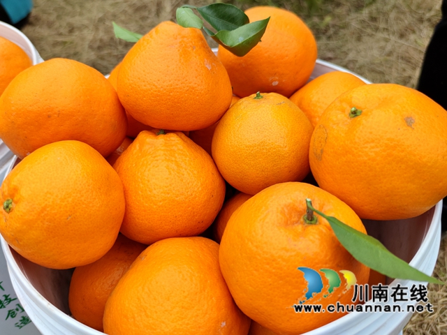 泸县海潮镇：硕果满枝头，耙耙柑丰收采摘忙(图12)