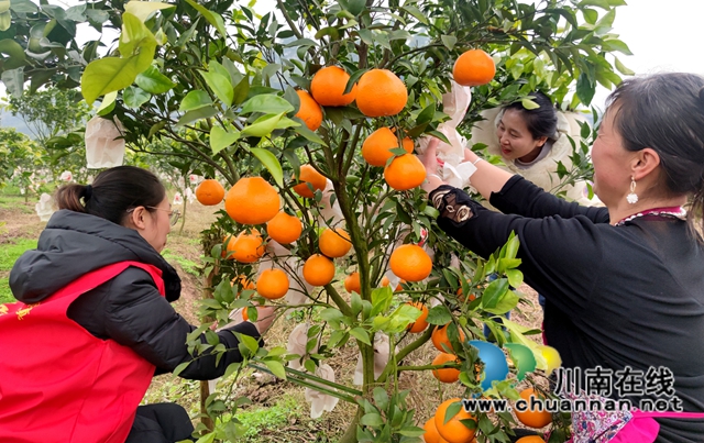 泸县海潮镇：硕果满枝头，耙耙柑丰收采摘忙(图10)