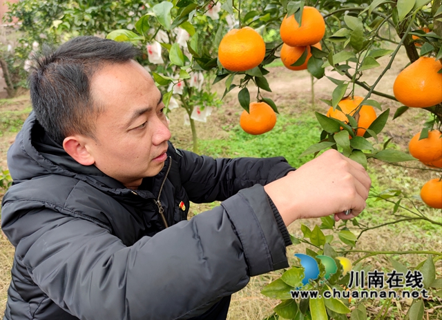 泸县海潮镇：硕果满枝头，耙耙柑丰收采摘忙(图11)