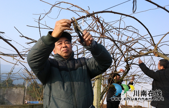 纳溪：深冬管护猕猴桃，来年丰产又增收(图1)