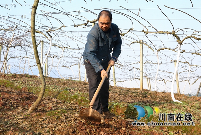 纳溪：深冬管护猕猴桃，来年丰产又增收(图2)