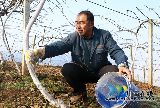 纳溪：深冬管护猕猴桃，来年丰产又增收(图3)