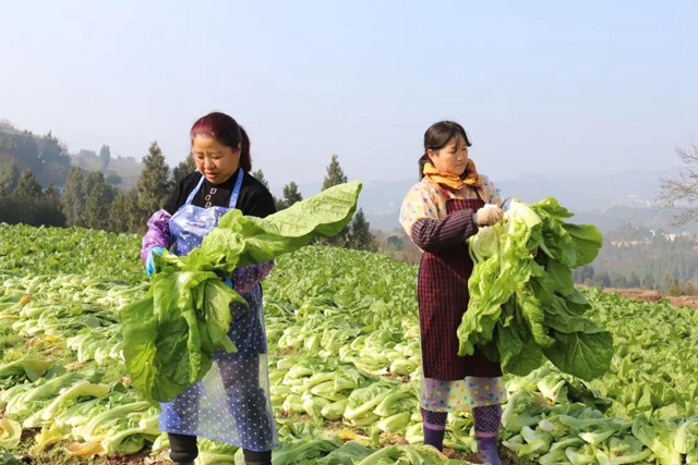 古蔺独特味道！这私藏美味，你没吃过就太可惜啦！(图1)