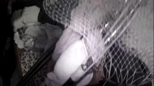 被解救放生！它们是国家二级重点保护野生动物(图2)