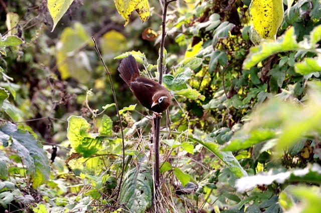 被解救放生！它们是国家二级重点保护野生动物(图7)