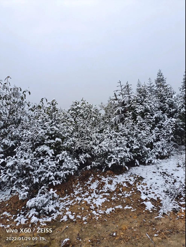 雪！雪！雪！宜宾这些地方都下雪啦！(图22)