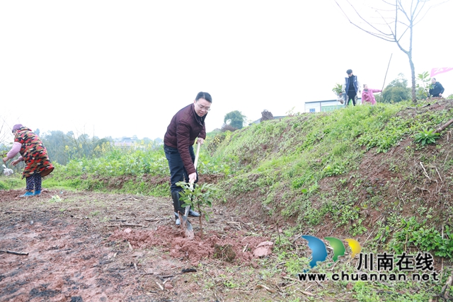 泸县云龙镇开展2022年义务植树活动(图2)
