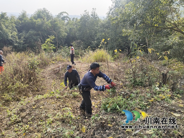 泸县云龙镇：清理可燃物，防患于未“燃”(图1)